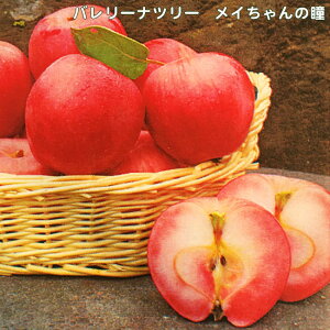 P c yC̓z 2Nږؕc XbgA ̔ o^iEio^ y\̔z11{ח\