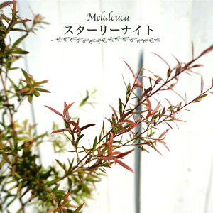 yX^[[iCgz vgXy} |bgc