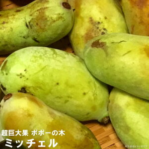 ポポー 苗木 【ミッチェル】 3年生接木大苗