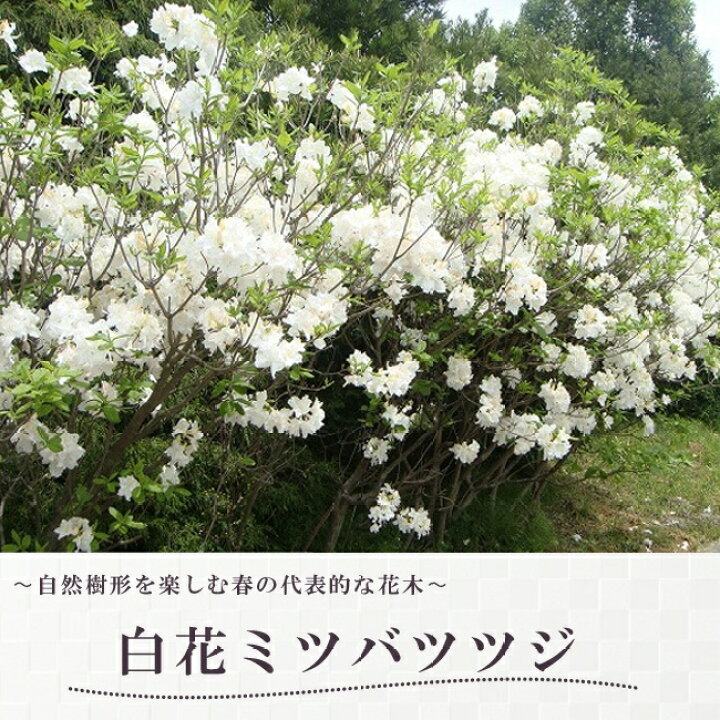 楽天市場 白花ミツバツツジ 根巻き苗 苗木部 ｂｙ 花ひろばオンライン