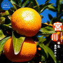 【みかん苗木】 宮川早生 （ みやがわ） 温州みかん 2年生接ぎ木苗 果樹苗木 柑橘