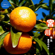 みかん 苗木 【宮川早生】 温州みかん 3年生接木大苗 【産地で剪定済 1.0m苗】