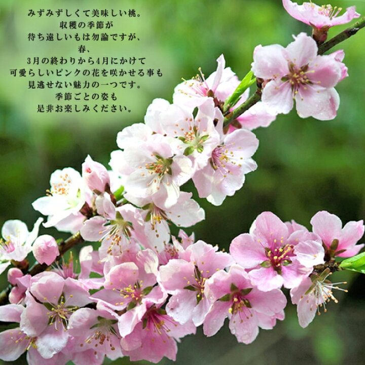 楽天市場】桃 苗木 【川中島白桃】 1年生接木苗 単品 or 受粉樹セット 