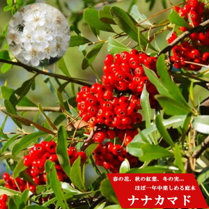 ナナカマド (ななかまど) ポット苗