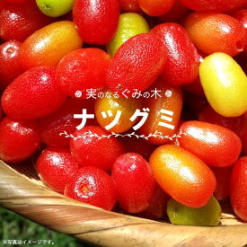 楽天市場 グミの木の通販