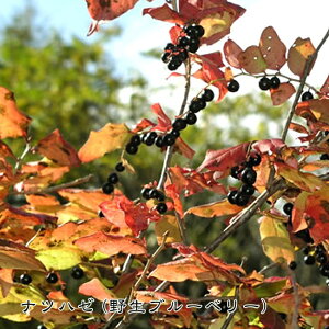 ナツハゼ ポット苗 【里の木シリーズ】