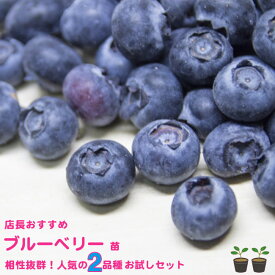 【人気品種2本お試しセット】 ラビットアイ系ブルーベリー 苗