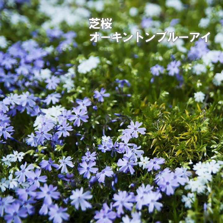 楽天市場 芝桜 オーキントンブルーアイ 3号ポット苗 苗木部 ｂｙ 花ひろばオンライン
