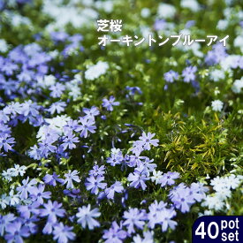 楽天市場 グランドカバー 多年草の通販