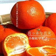 みかん 苗木 【小原紅早生】 みかん 3年生 接木 大苗 【1.0m苗】 登録品種・品種登録 【予約販売】10～11…