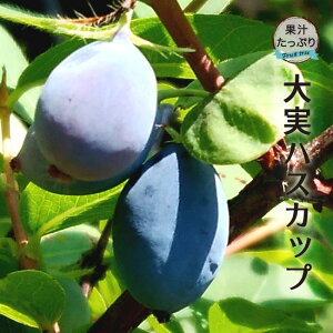 ynXJbvz 4.5|bgc y\̔z12`N1ח\