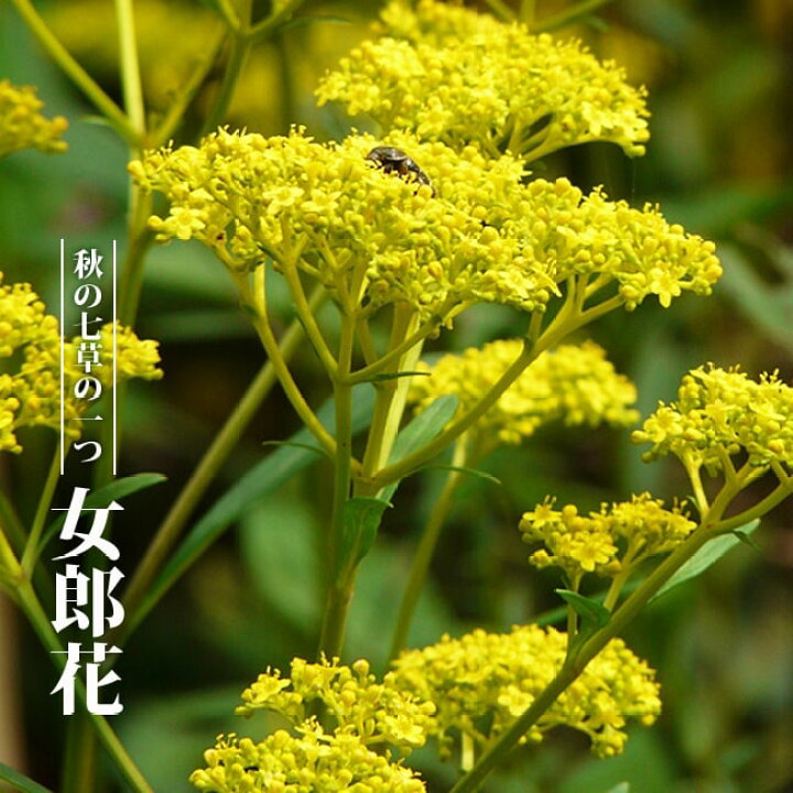 楽天市場 女郎花 オミナエシ ポット苗 宿根草 苗 多年草 耐寒性 苗木部 ｂｙ 花ひろばオンライン