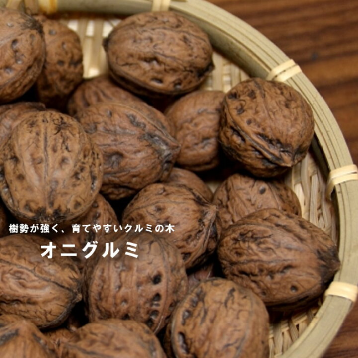 楽天市場 くるみの木 鬼胡桃 オニグルミ 2年生実生苗 スリット 鉢植え 限定販売 予約販売 11月下旬頃発送予定 苗木部 ｂｙ 花 ひろばオンライン
