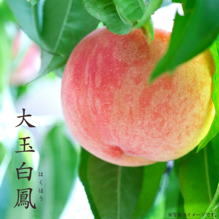 楽天市場】桃 苗木 【大玉白鳳】 3年生接木大苗 1m苗 【産地で剪定済 