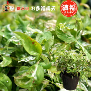 常緑樹 斑入り 盆栽 植木の人気商品 通販 価格比較 価格 Com