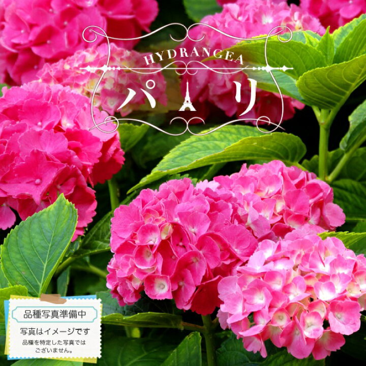 楽天市場 花芽付き 西洋あじさい シティーライン パリ 5号ポット苗 苗木部 ｂｙ 花ひろばオンライン