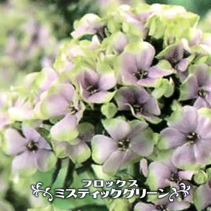 楽天市場 宿根フロックス ミスティックグリーン 3号ポット苗 予約販売 10月下旬頃発送予定 苗木部 ｂｙ 花ひろばオンライン