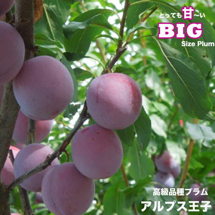 楽天市場 限定販売 スモモ プラム苗 アルプス王子 2年生 接木苗 ロングスリット鉢苗 果樹 果樹苗 すもも 苗木部 ｂｙ 花ひろばオンライン