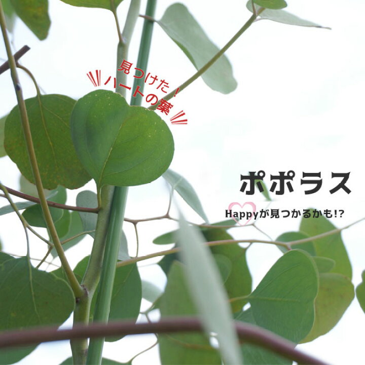 楽天市場 ユーカリの木 ポポラス ポリアンセモス 5号黒鉢苗 苗木部 ｂｙ 花ひろばオンライン