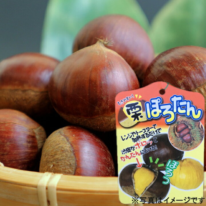 楽天市場】栗 苗木 【ぽろたん】 1年生接木苗 単品 or 受粉樹セット 