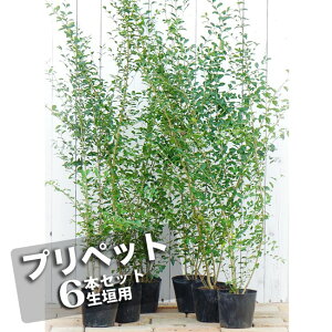 ƒvƒŠƒyƒbƒg –Ú‰B‚µŒü‚¯ 5†ƒ|ƒbƒg•c 1–{ or 6–{ƒZƒbƒg or ¶Š_ƒZƒbƒg