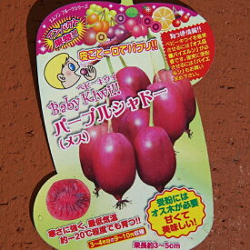 楽天市場 キウイ 花粉の通販