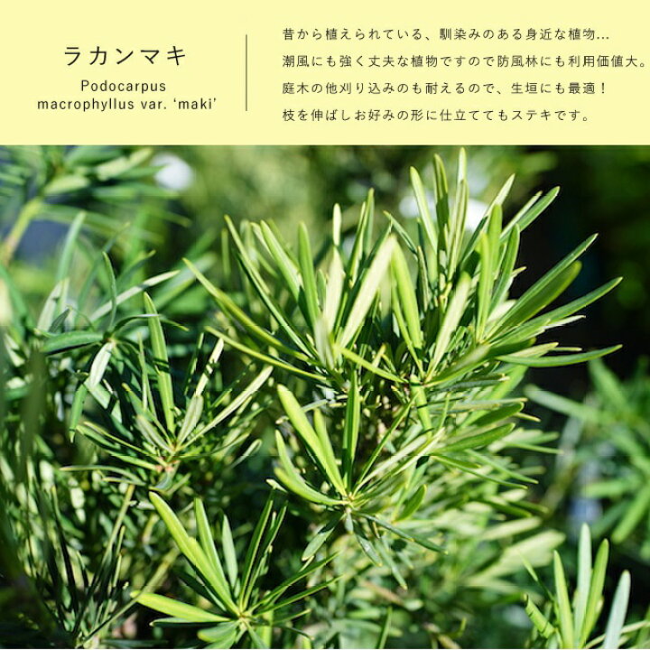 楽天市場】【ラカンマキ】 マキの木 5号ポット苗 もしくは 根巻き苗 