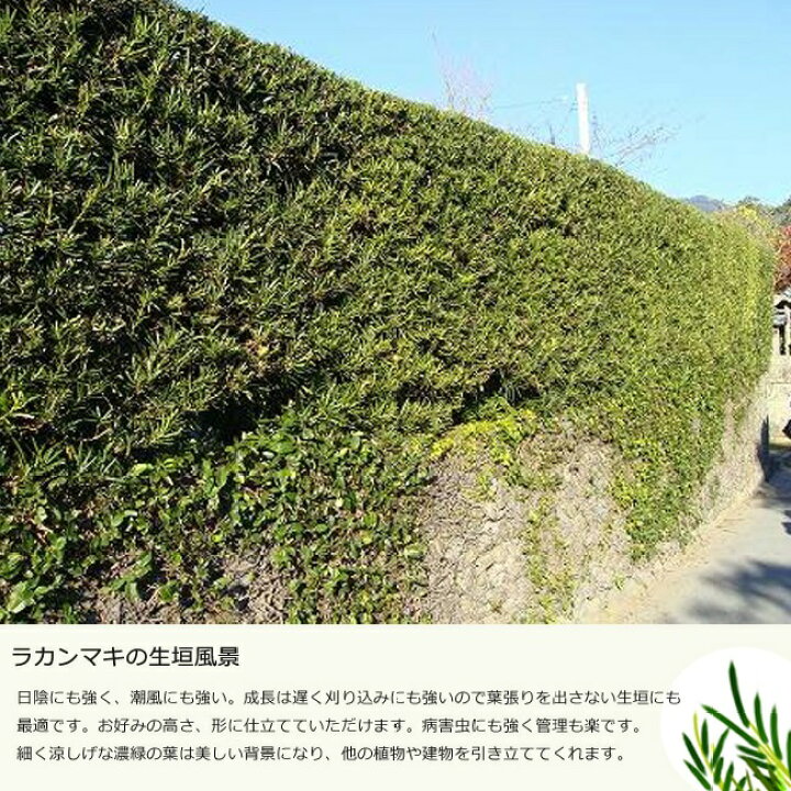 楽天市場】【ラカンマキ】 マキの木 5号ポット苗 もしくは 根巻き苗 