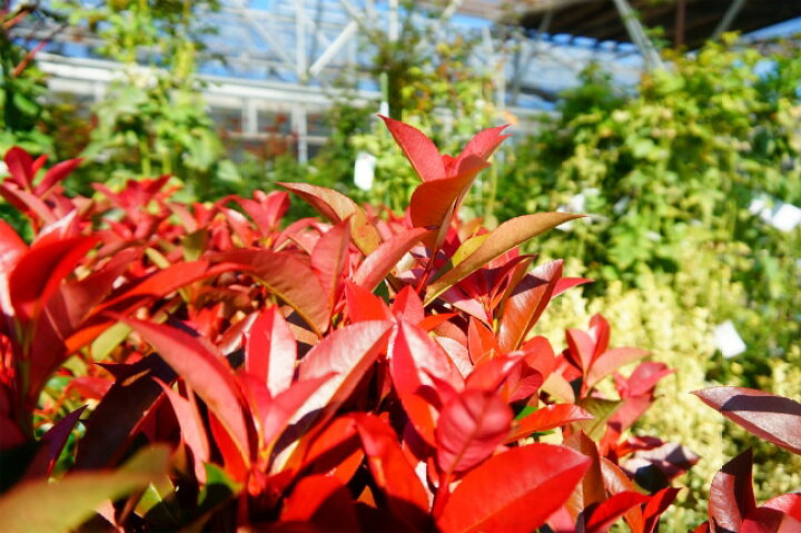 楽天市場 レッドロビン スカーレットパール 生垣向け苗 生垣 苗木部 ｂｙ 花ひろばオンライン