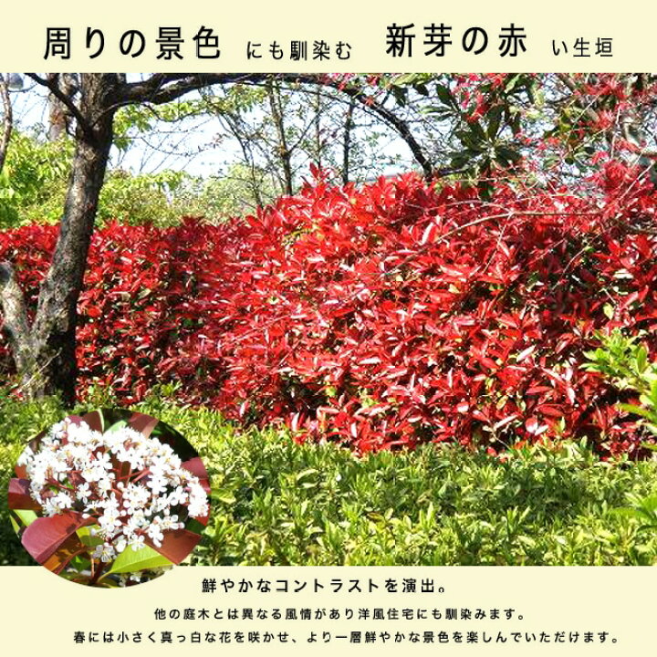 楽天市場 レッドロビン スカーレットパール 生垣向け苗 生垣 苗木部 ｂｙ 花ひろばオンライン