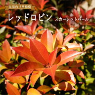 レッドロビン 【スカーレットパール】 ポット苗 1本 or 6本セット or 生垣セット