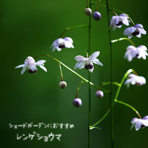 QVE} 4|bg[c h ϊ OhJo[ y\̔z4`5ח\