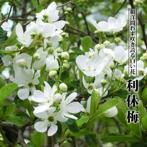 �ԉ�� ���L���E�o�C ��������c ��^��z�ցE�卫��