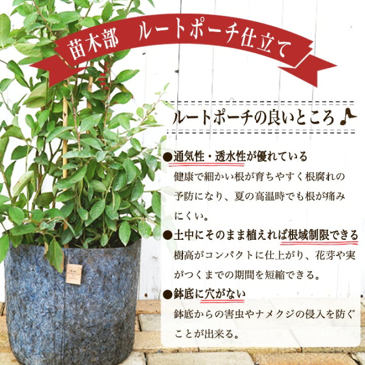 楽天市場 ワバッシュ ポポー 2年生 接ぎ木 苗 ルートポーチ植え 限定販売 苗木部 ｂｙ 花ひろばオンライン