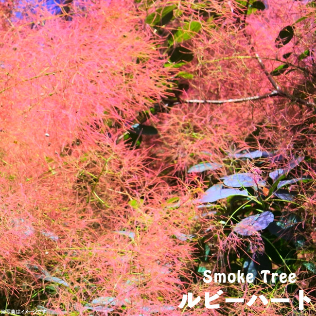 【楽天市場】スモークツリー ルビーハート 根巻き苗 煙の木 庭木