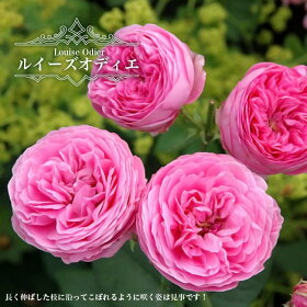 ルイーズオディエ