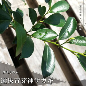 yI_ izTJLE}TJLjz c