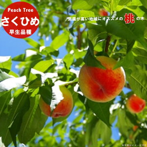  c yЂ߁z 3Nږ1mc o^iEio^ y\̔z11{ח\