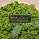 山椒 苗 トゲなし実サンショウ 朝倉山椒 根腐れ抵抗性台木使用 2年生 接ぎ木苗