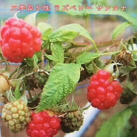 楽天市場 ラズベリー 品種の通販