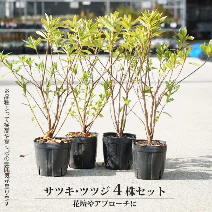 楽天市場】ツツジ 苗 リュウキュウツツジ 【琉球絞り】 4号ポット苗 
