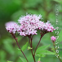 楽天市場】フジバカマ 苗 白の通販