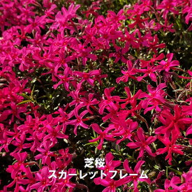 楽天市場 鉢植え 花 種類 植物 シバザクラ の通販