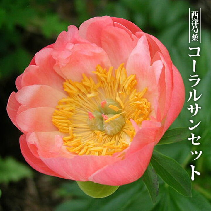 楽天市場 芍薬 コーラルサンセット 4号ポット苗 苗木部 ｂｙ 花ひろばオンライン