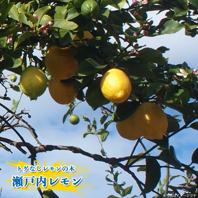 レモンの産地 お気に入 広島県の瀬戸内レモンの木 トゲの少ないレモン レモンの木 予約販売11月頃入荷 発送予定 瀬戸内レモン 低廉 1年生接木苗