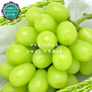 yVC}XJbgz Ԃǂ 1Nږؕc EBXt[ o^iEio^ y\̔z12`N1ח\