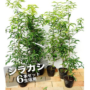 庭 目隠し 植木の人気商品 通販 価格比較 価格 Com