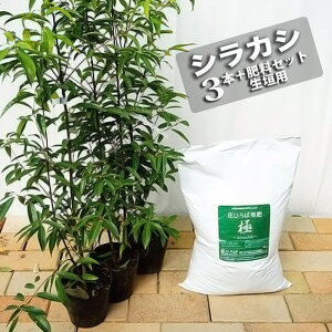 植木 盆栽 シラカシの人気商品 通販 価格比較 価格 Com 植木 盆栽 シラカシの人気商品 通販 価格比較 価格 Com