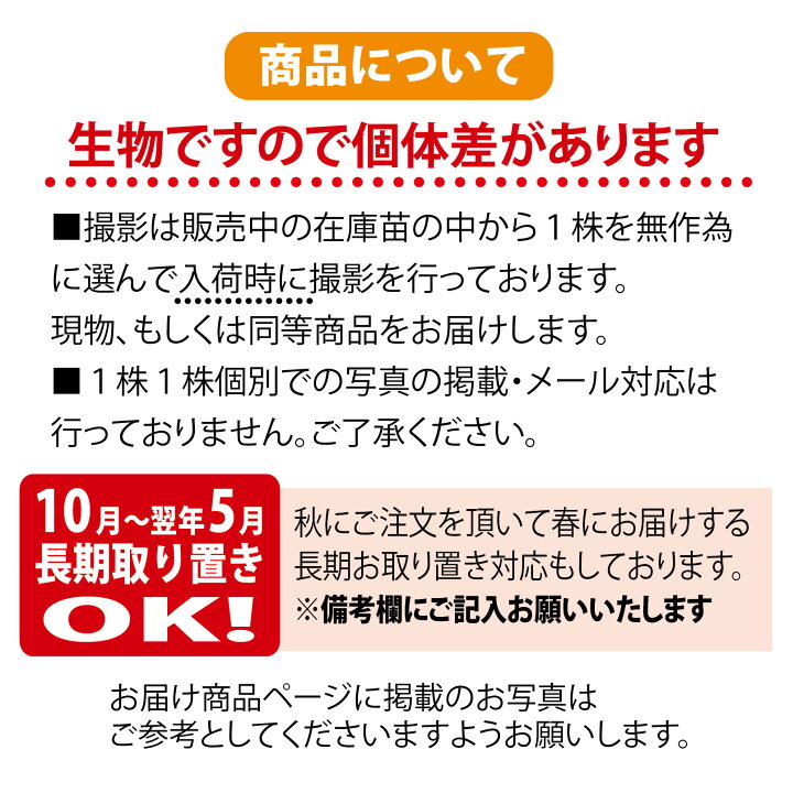 楽天市場 レモンの木 リスボンレモン 3年生 接ぎ木 大苗 産地で剪定済 1 0m苗 苗木部 ｂｙ 花ひろばオンライン