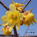 素心ロウバイ （ソシンロウバイ） 根巻き苗 庭木 落葉樹 低木